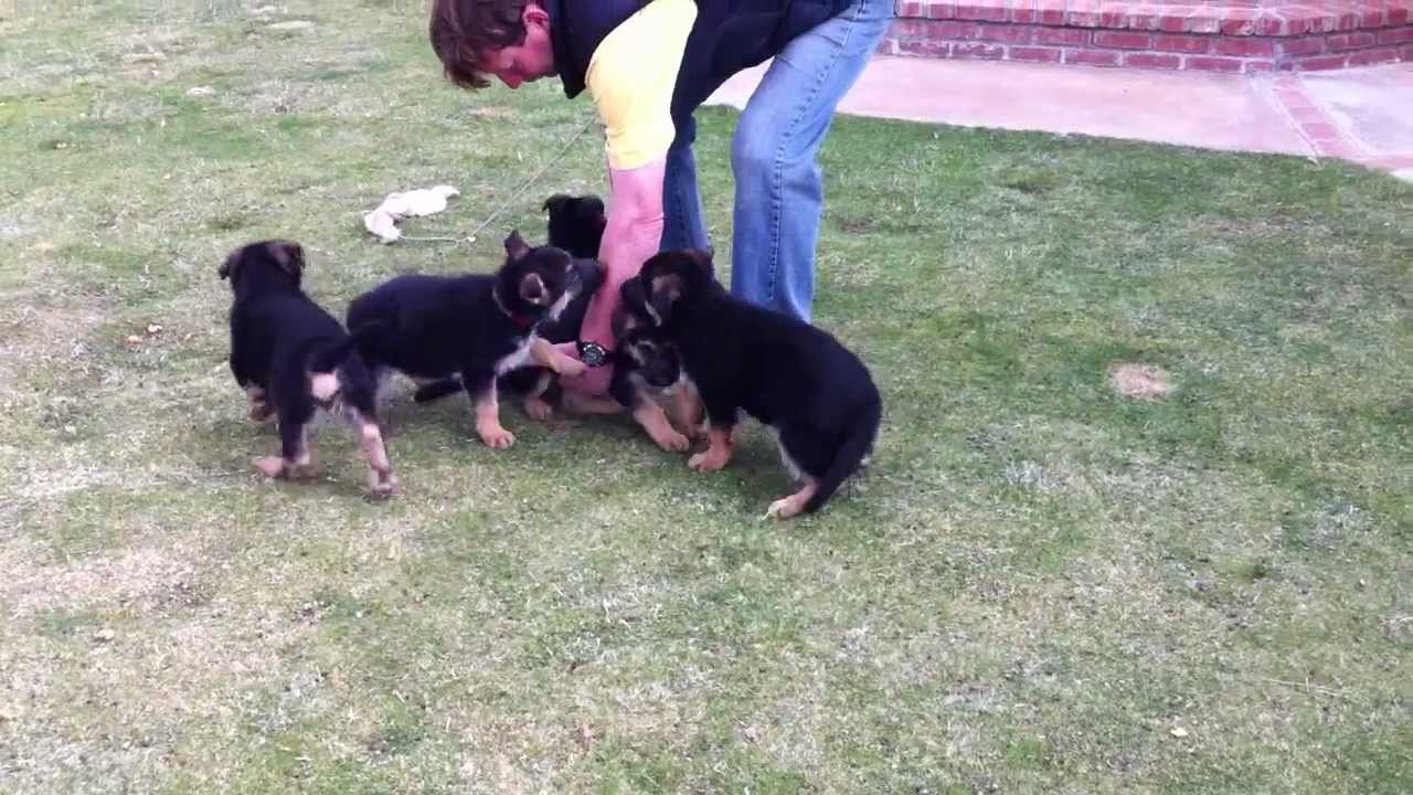 German Shepherd puppy video