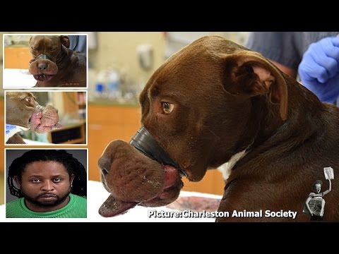 What Happens When A Dog Eats Human Poop What Happens When A Dog Eats Human Poop