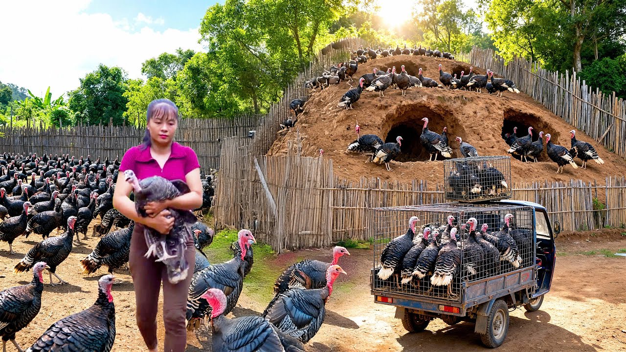 500 Days Harvesting Turkeys on Farm, Using 3-Wheeled Truck Transport Big Turkeys Go to Market Sell