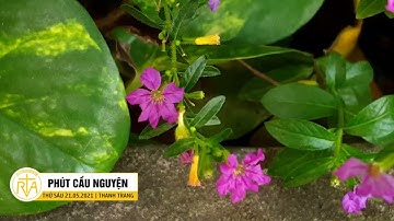 Phút Cầu Nguyện, Thứ Sáu 21/05/2021: Người Cha Tận Lực Bảo Vệ Con