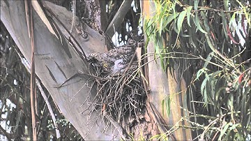 Great Horned Owls in Elkhorn Slough