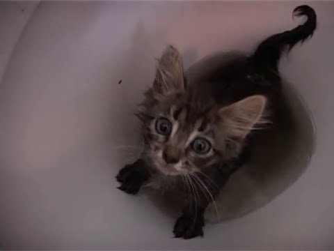Котенок застрял в машине