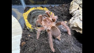 Pelinobius muticus, King Baboon rehouse and care