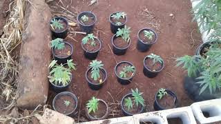 Loyal2dasoil#plantupdate #15