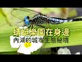 【動物生態】蜻蜓樂園在身邊｜內湖的城市生態秘境 (我們的島 1157集 2022-05-23)