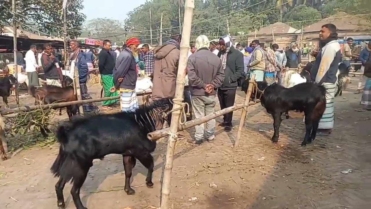 Breeding goat / Breeding Goat Price / তোতাপুরি হরিয়ানা দেশী ও ক্রস জাতের পাঠা দাম সহ বিস্তারিত