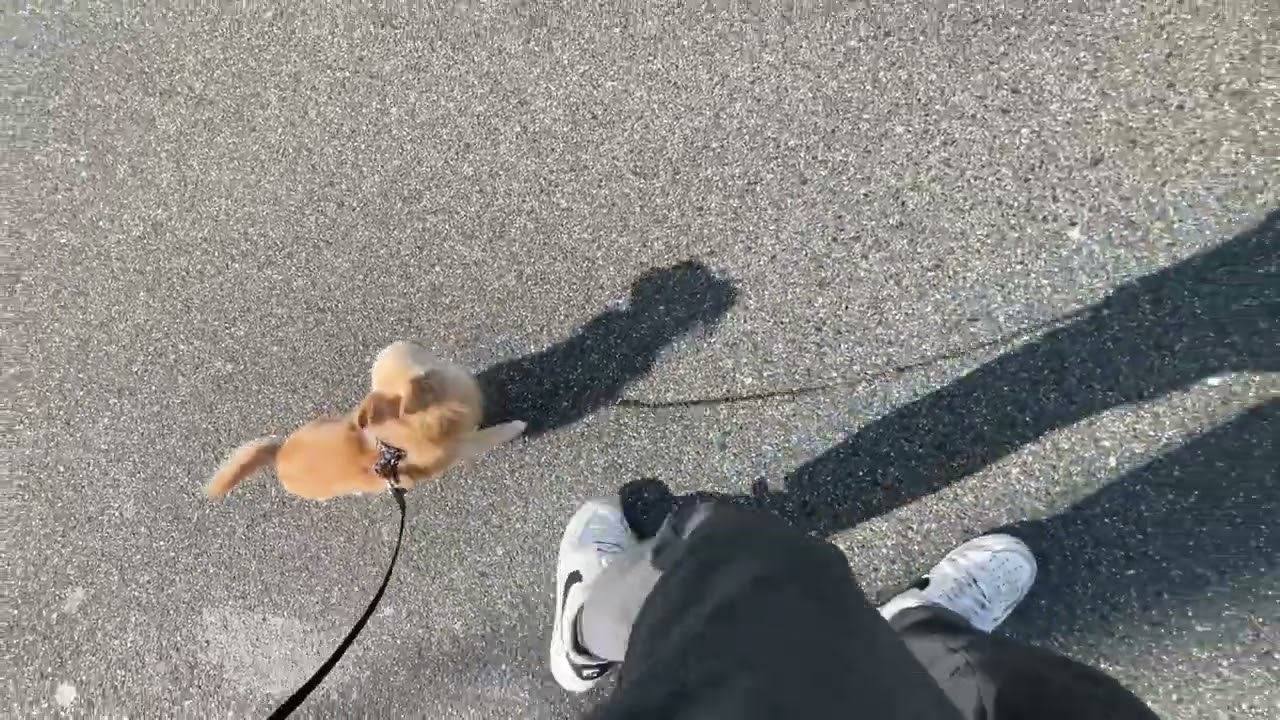 チワワの”ももちゃん”と散歩トレーニング！ - YouTube