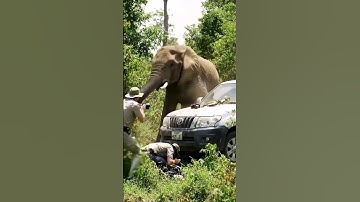 Angry Elephant Attacks Tourists 😨🚙 #ytshorts #shorts #elephant