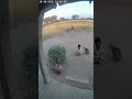 Prairie Hut Pronghorn Clash