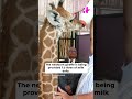 Guwahati Zoo Welcomes &quot;Parijat&quot;: Assam CM Feeds Baby Giraffe Milk #Guwahati