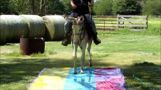 Gaited Jack Donkey vs Slip-N-Slide