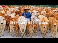 WOW AMAZING, Hundreds Of Cows Walking In Droves Towards The Pen, Cute Cow Walking Leisurely, Cow Moo