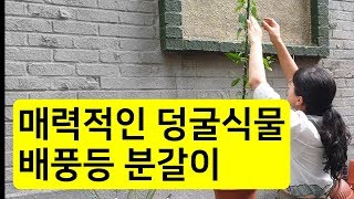 매력적인 덩굴 식물 배풍등