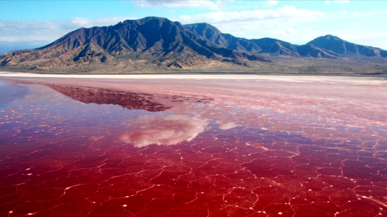 What causes Red Tides? 