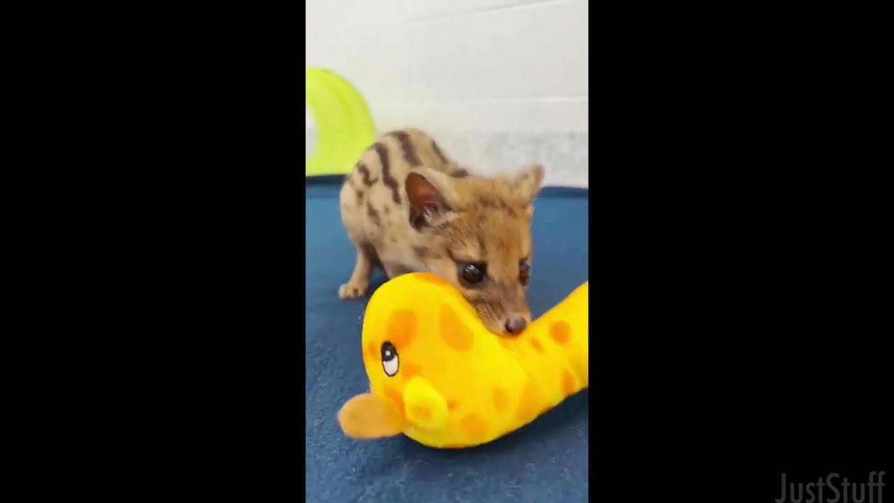cute videos from reddit