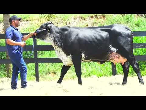 LOTE 16 MOLEZA FIV DA PAVANA