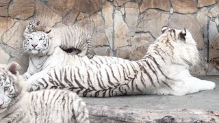 Тигрята играют. Родители отдыхают. Семья белых тигров.