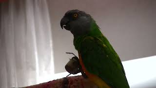 Сенегальские дикие попугаи Рокки Б и Ракушка Б
