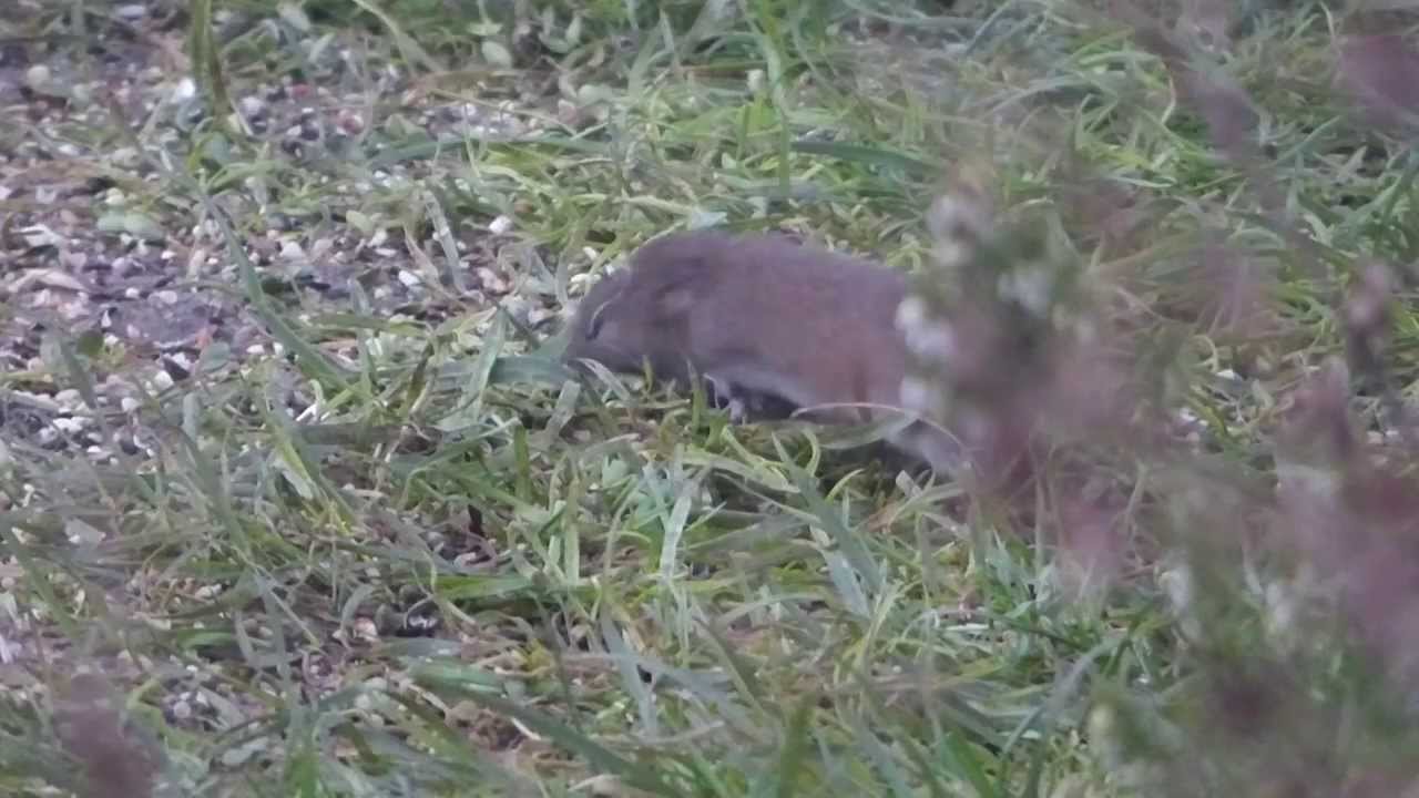 Common Vole Enjoying The Bird Seed In Our Garden YouTube