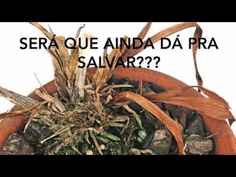 ORQUÍDEA MORRENDO? SERA Q DA PRA SALVAR? - thptnganamst.edu.vn