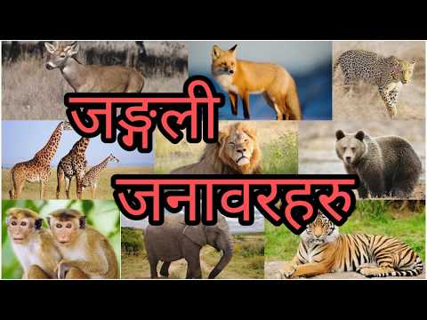 Wild animals || For kids || जंगली जनावरहरु || ( Jangali janawar haru) Animals names in Nepali
