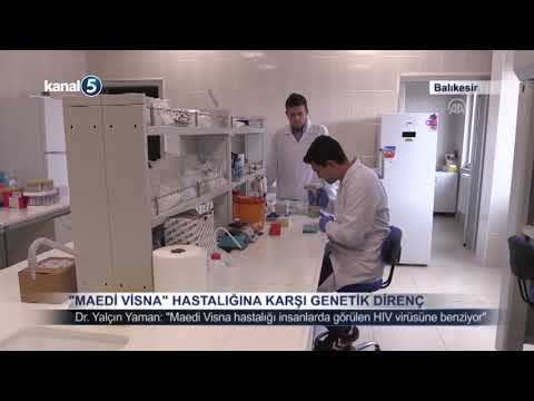 Maedi Visna Hastalığına Karşılık Genetik  Direnç