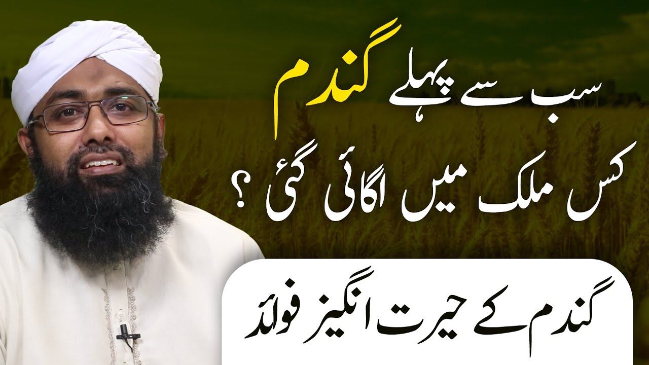 Interesting Facts about Wheat | Whole Wheat Bread | Gandum ki Katai | Soban Attari