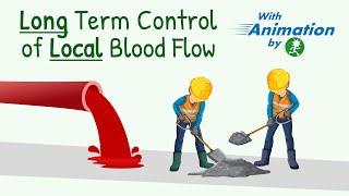 Long Term Regulation of Local Blood Flow || Cardiovascular System Physiology