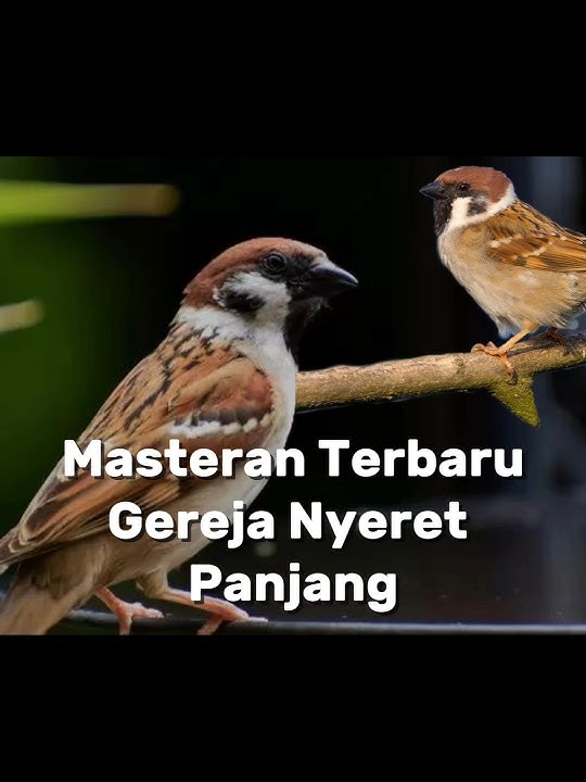 Masteran Cendet Greja Nyeret Panjang #cendet #kicaumania #masterancendet #masteranburung #burung