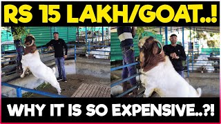 Boer Goat Worth of 15 LAKH..! Most Expensive Goat