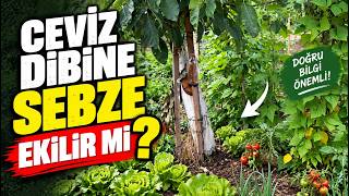 Ceviz Dibine Sebze Ekilirse Olur Mu? Ceviz Ağacına Zararı Var Mı?
