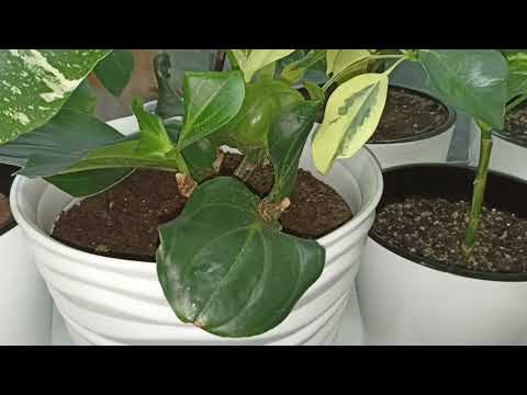 Видео: Комнатные Растения. Мой Оазис☘️☘️☘️