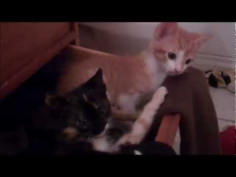 Kittens In A Drawer