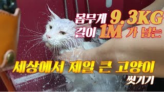 몸무게 9.3KG, 1M가 넘는 거대고양이 메인쿤 목욕하다!
