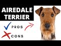 Airedale Terrier Pros And Cons | The Good AND The Bad!!