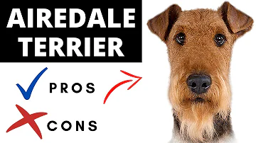 Is an Airedale terrier aggressive?