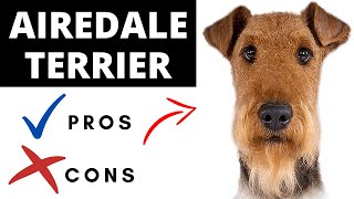 Airedale Terrier Pros And Cons | Should You REALLY Get An AIREDALE TERRIER?