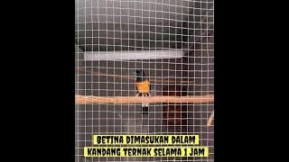 Murai batu satu hari langsung jodoh super extrem
