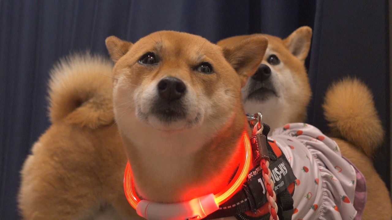 急遽、柴犬妹を浴室へ連れていく事態に。。 - YouTube