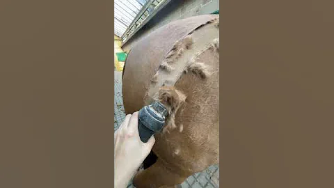 Satisfying Clipping of Thick Horse Coat || ViralHog
