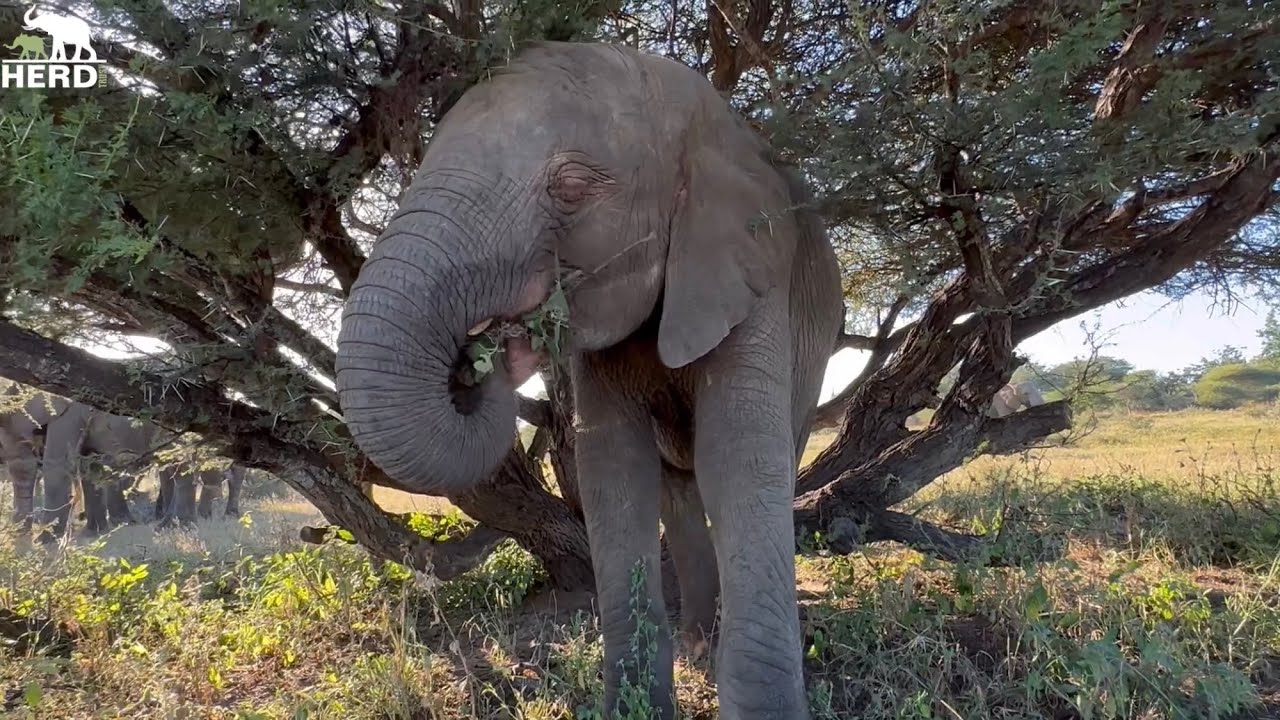 Baby Elephant Khanyisa & Her Beloved Bubi 💕🐘 Plus Quality time with Timisa & Zindoga!