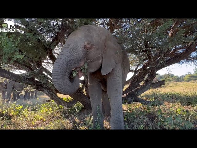 Baby Elephant Khanyisa & Her Beloved Bubi Plus Quality time with Timisa &  Zindoga! - YouTube