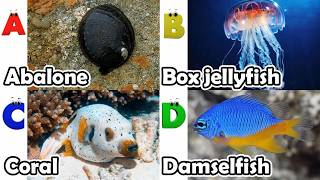 Toddler Learning - Learn Ocean Animals | Educational Videos for Kids | Learning Videos for Toddlers
