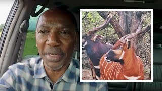 Famous Humphrey Kariuki details the Mountain Bongo Conservation Story! Wealth