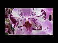 Бомбезная витрина с орхидеями в Бауцентре : Дикий Кот, Попугай, Мэйджик Арт, Келлион .. есть всё))))