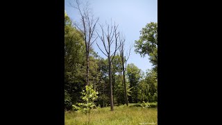 Stream Restoration in Suburbia Module 2