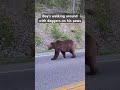 Handful of knives #animal #bear #animals #animalshorts #bears #nature #wildlife #outdoors #brownbear