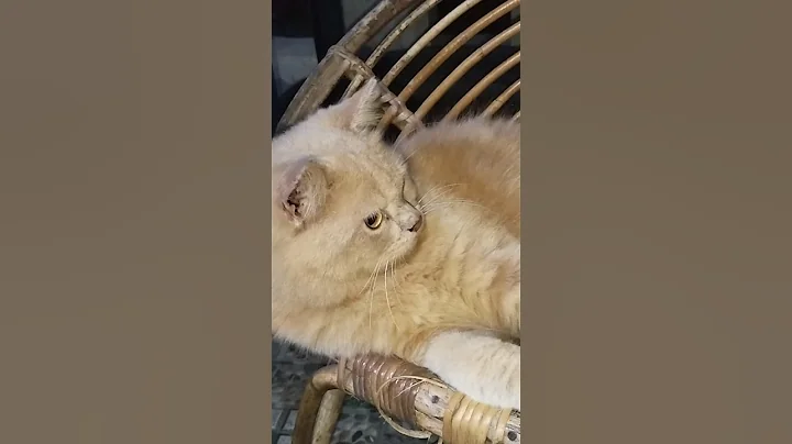 Video 10420741: kittycat, catlover, kitty