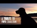 Tribute to Frøya, 2000 - 2014. R I P by Kristoffer Clausen