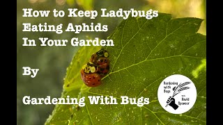 How to Keep Ladybugs Eating Aphids in Your Garden How To Keep Ladybugs Alive In Your Garden Ladybugs Eat Aphids